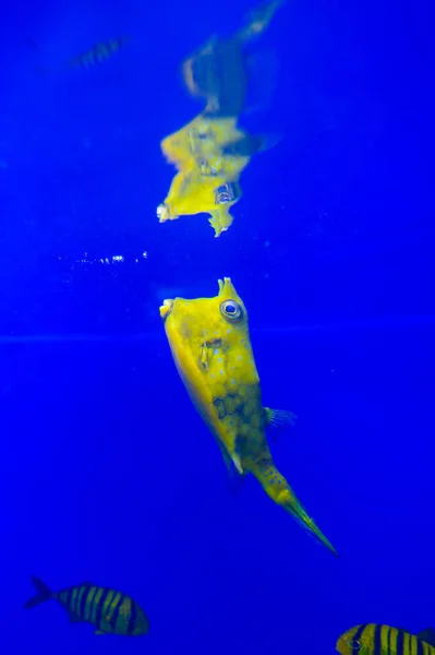 Close Shot Underwater World — Stock Photo, Image