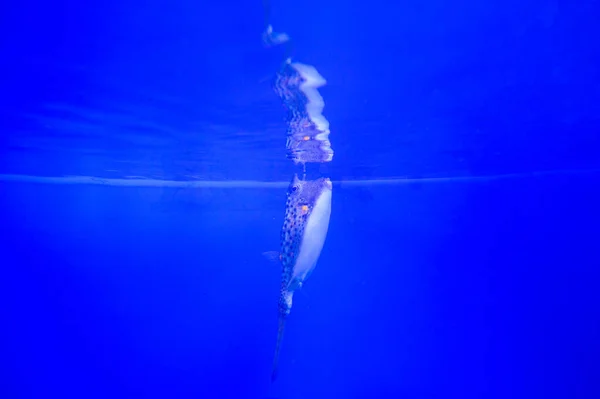 Zblízka Záběr Podmořského Světa — Stock fotografie