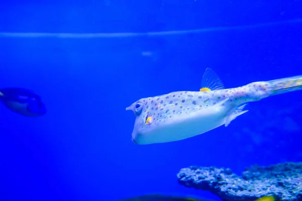 Close Shot Underwater World — Stock Photo, Image