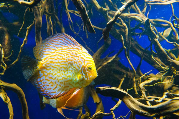 水中世界のショットを閉じる — ストック写真