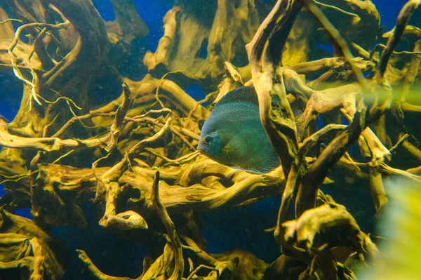 Fechar Foto Mundo Subaquático — Fotografia de Stock