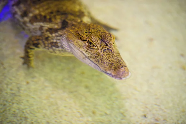 Alligator Animal Dans Eau Sur Fond — Photo