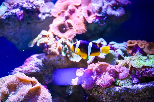 Nahaufnahme Der Unterwasserwelt — Stockfoto