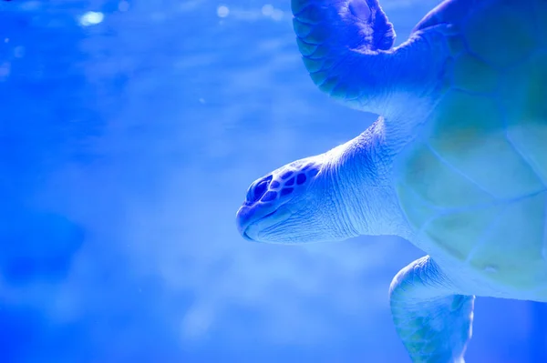 紺碧の水で亀の水泳 — ストック写真