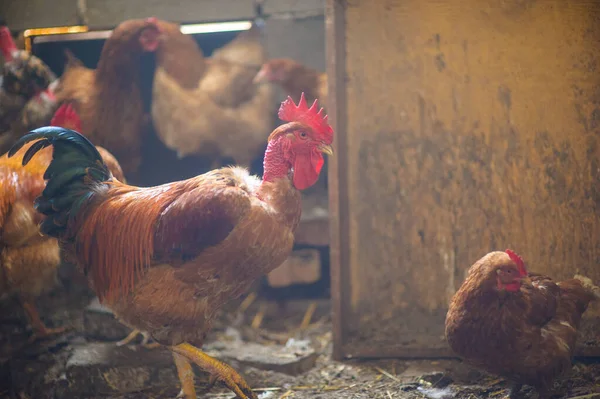 Chickens in the coop — Stock Photo, Image