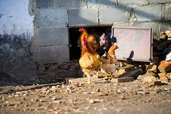 Galinhas na tradicional fazenda de aves de capoeira ao ar livre — Fotografia de Stock