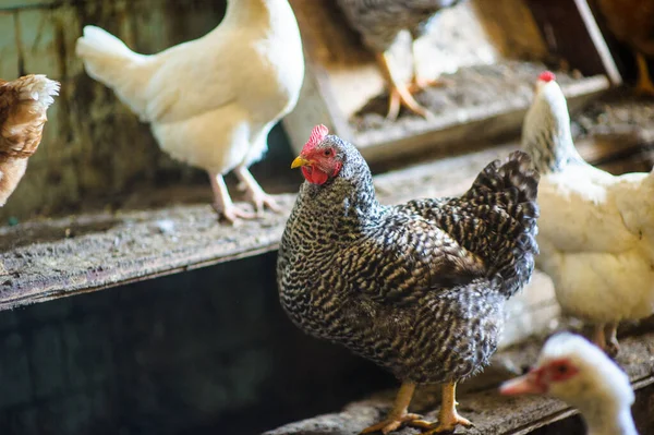 Chickens in the coop — Stock Photo, Image