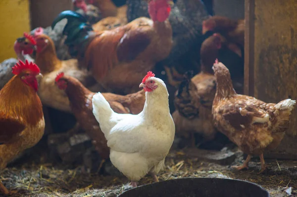 Chickens in the coop — Stock Photo, Image