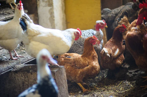 Chickens in the coop — Stock Photo, Image