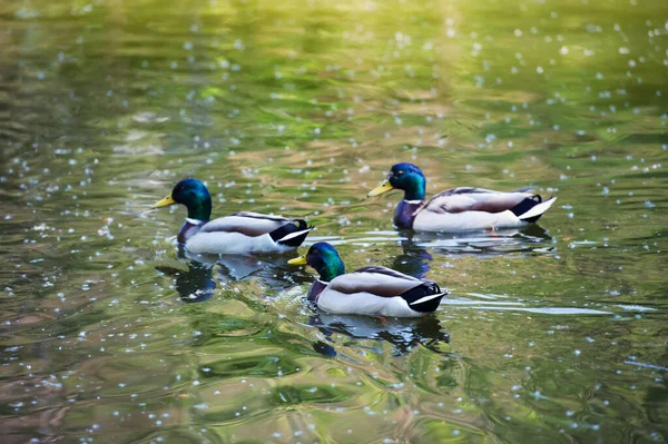 Kachny plave na vodě — Stock fotografie