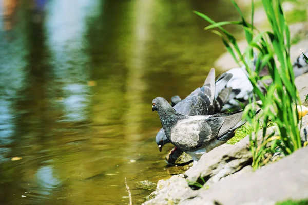 Niedliche Neugierige Taube Freien — Stockfoto