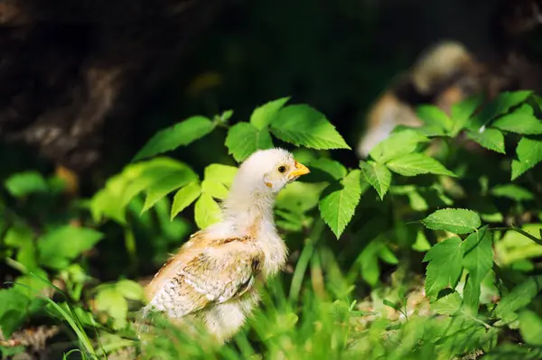 Hermoso Poco Pollo Aire Libre — Foto de Stock