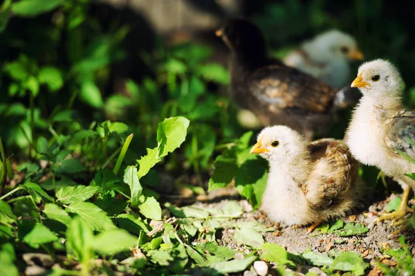 Beautiful Little Chicken Outdoor — Stock Photo, Image