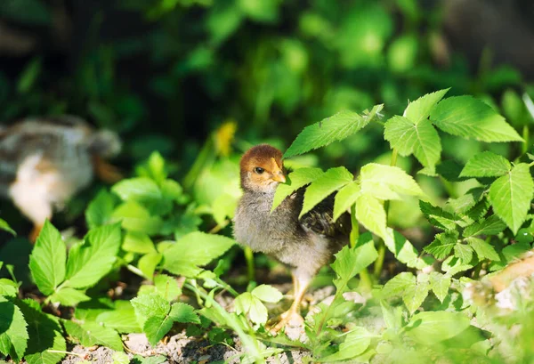 Hermoso Poco Pollo Aire Libre — Foto de Stock