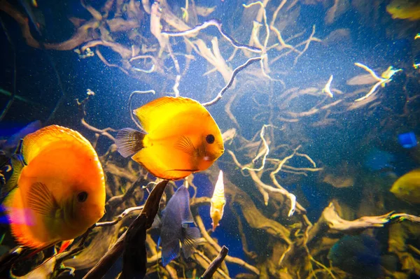 Pesce di mare — Foto Stock