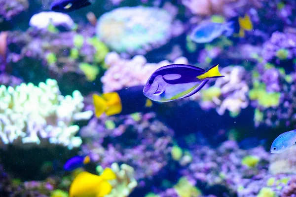 Close Shot Underwater World — Stock Photo, Image