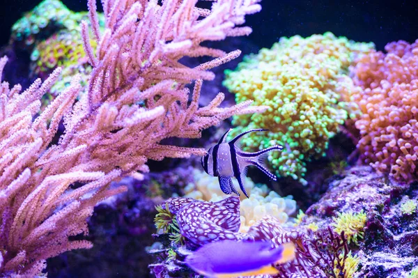 Close Shot Underwater World — Stock Photo, Image