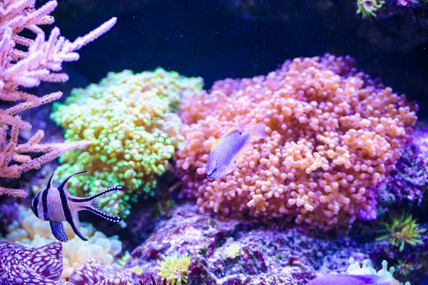 Sea fish and corals — Stock Photo, Image