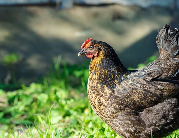 Açık Havada Çekilmiş Bir Portre — Stok fotoğraf