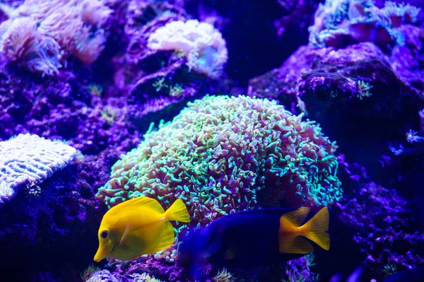Meeresfische und Korallen — Stockfoto