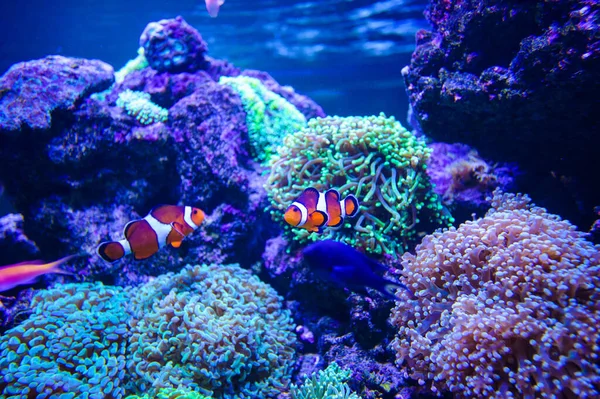 Sea fish — Stock Photo, Image