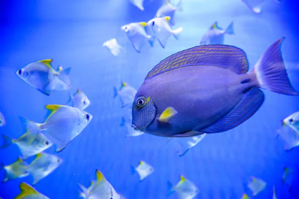 Peixes marinhos — Fotografia de Stock