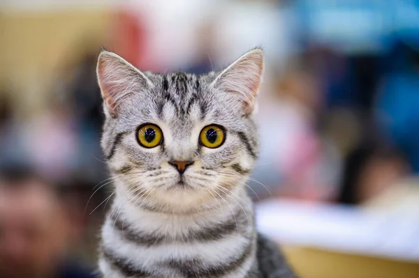 Cute cat, selective focus