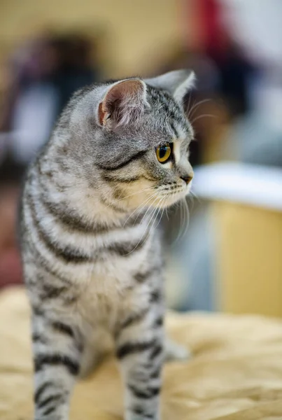 Cute Cat Selective Focus — 스톡 사진