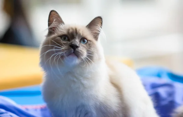 Lindo Gato Enfoque Selectivo — Foto de Stock