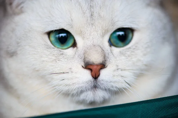 Cute Playful Kitten Selective Focus — Stock Photo, Image