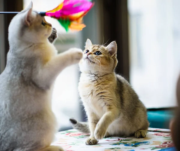 かわいい遊び心のある子猫 — ストック写真