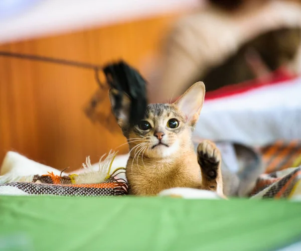 Cute playful kitten — Stock Photo, Image