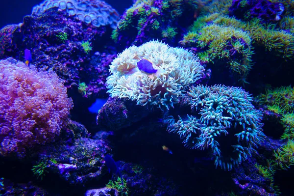 Peixes do mar e corais — Fotografia de Stock