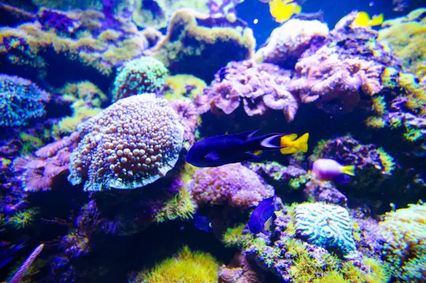 Peces y corales marinos — Foto de Stock