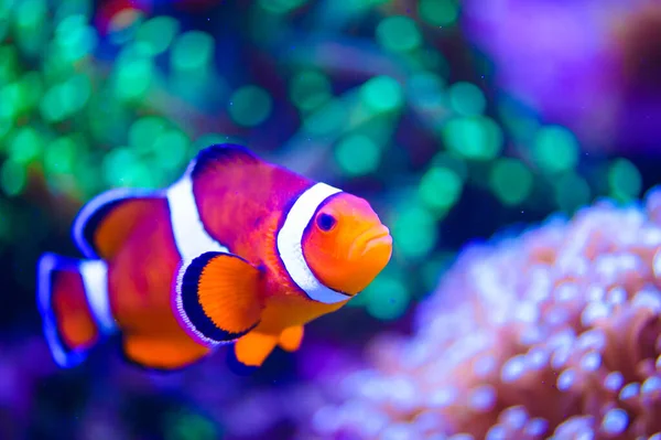 熱帯の海の魚 — ストック写真