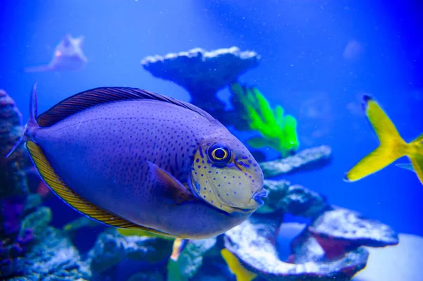 Тропические морские рыбы — стоковое фото