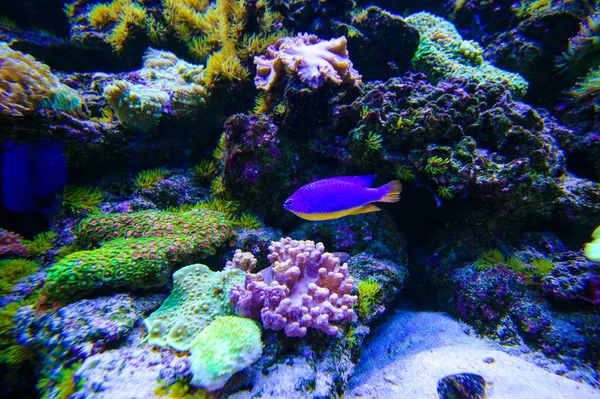 Peixes marinhos tropicais — Fotografia de Stock