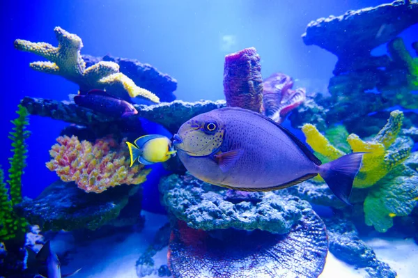 Tropikalnych ryb morskich — Zdjęcie stockowe