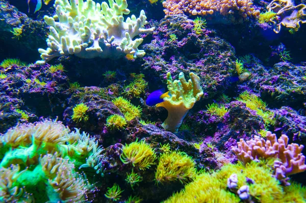 Peixes marinhos tropicais — Fotografia de Stock