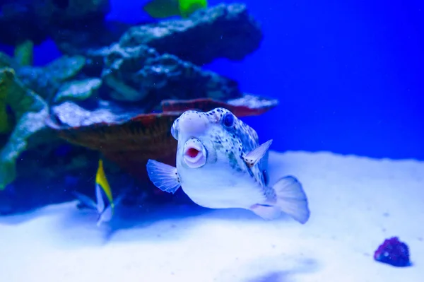 Peces marinos tropicales —  Fotos de Stock