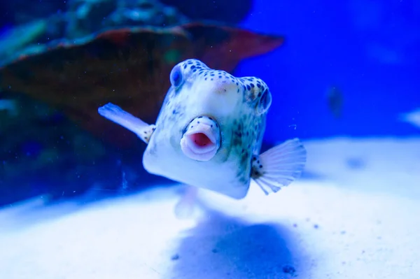 열 대 바다 물고기 — 스톡 사진