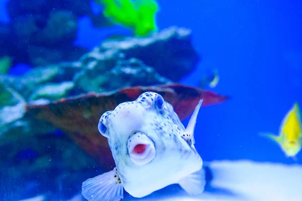 열 대 바다 물고기 — 스톡 사진