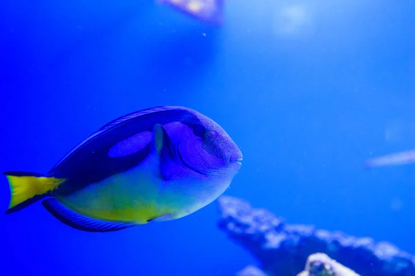 Tropische zeevis — Stockfoto