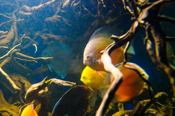 Pesce di mare tropicale — Foto Stock