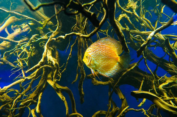 Tropikal Deniz balığı — Stok fotoğraf
