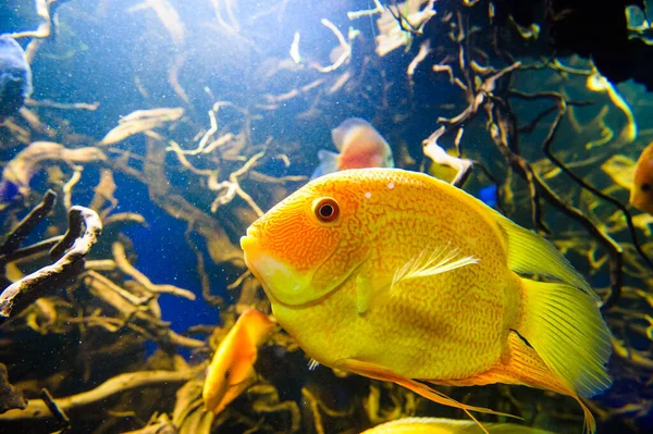 熱帯の海の魚 — ストック写真