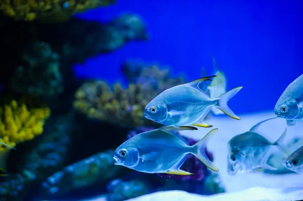 Tropical sea fish — Stock Photo, Image
