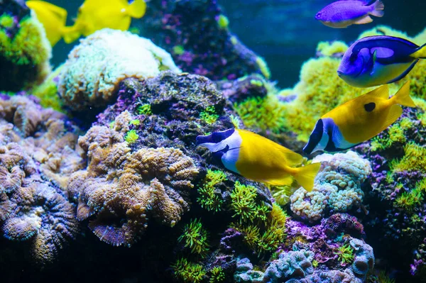 海の魚やサンゴ — ストック写真