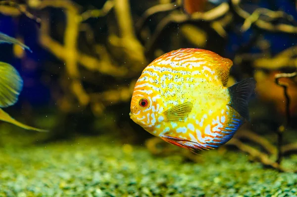 Peces marinos tropicales — Foto de Stock