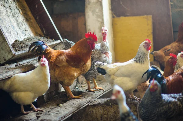 Chickens in the coop — Stock Photo, Image